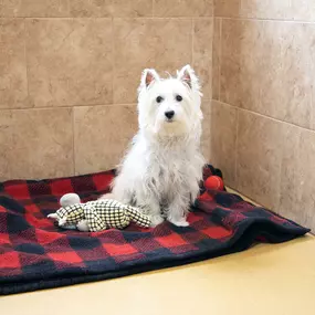 All of our furry friends staying with us at FCVH will experience our top-notch level care where we pride ourselves on safety and cleanliness. We use scientifically backed methods with our canine and feline care to ensure that Fox Creek Veterinary Hospital is Wildwood’s Premier Animal Care Facility.