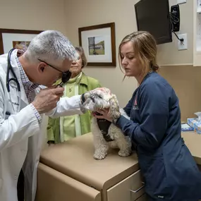 At Fox Creek Veterinary Hospital, we recommend that your pet receives a full physical examination by one of our licensed veterinarians every year.