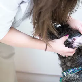 At your pet's wellness exam, your doctor will inspect your pet's ears for signs of infection.