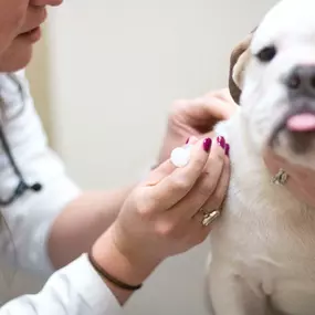 Did you know that vaccines are one of the most effective methods to prevent serious and potentially life-threatening illnesses? Give us a call to schedule your pet's vaccine appointment today!