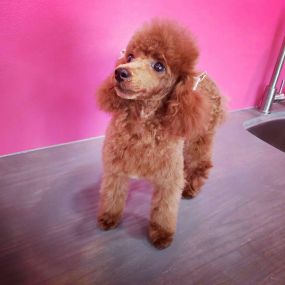 Woof Gang Bakery & Grooming Round Rock offers the best professional & affordable dog grooming in Round Rock, Texas!
