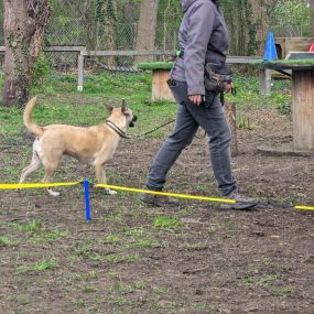 Bild von Hundeschule Augsburg | Teamtrainer Achim Korths