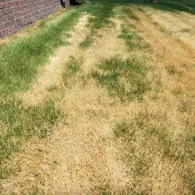 Lawn Disease & Fungus Treatment