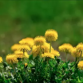 Landscape Bed Weed Control