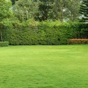 Lawn Fertilization & Weed Control