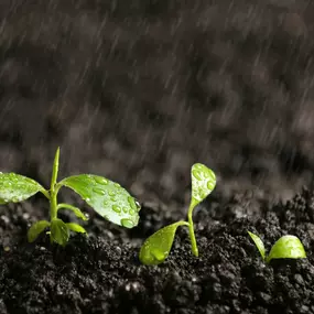 Screened Topsoil