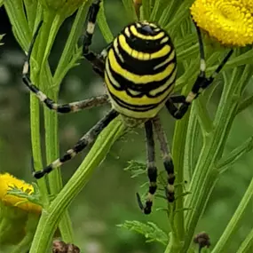 Bild von Bolz Gartenbau GmbH