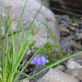 Bild von Bolz Gartenbau GmbH