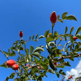 Bild von Bolz Gartenbau GmbH