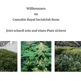 Bild von Cannabis Royal Social Club