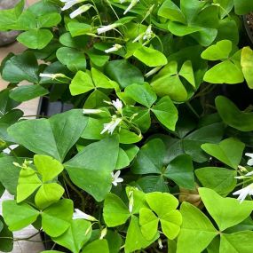 Share the luck of the Irish with Shamrock plants!!!!