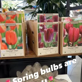 Spring Bulbs are in! Plant now through November to have a beautiful spring blooms!????