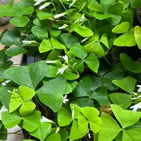 Share the luck of the Irish with Shamrock plants!!!!