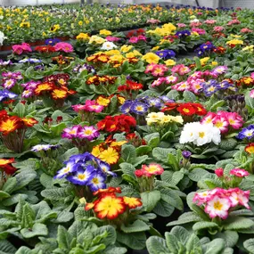 Bild von Blumen Böswirth | Gärtnerei Pfaffenhofen