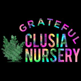 Bild von Grateful Clusia Nursery