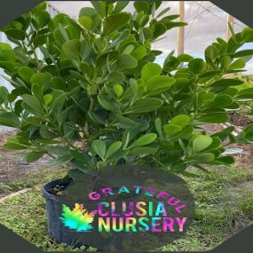 Bild von Grateful Clusia Nursery