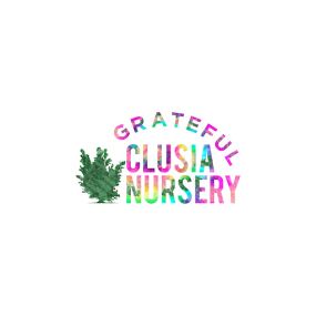 Bild von Grateful Clusia Nursery