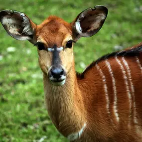 Zoologická zahrada Liberec, p.o.
