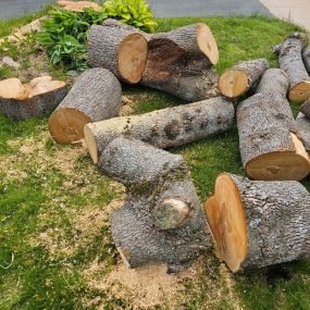 Bild von Better Tree Removal