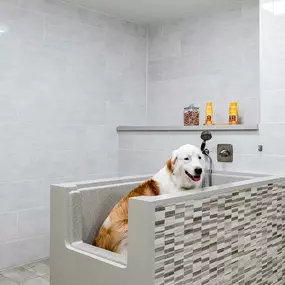 doggy bath time