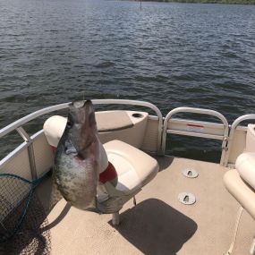 Bild von Captain Clark Crappie Guide