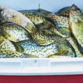 Bild von Captain Clark Crappie Guide