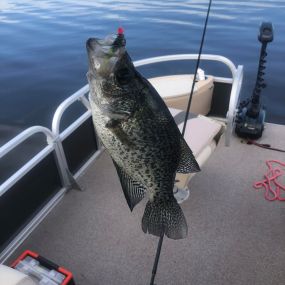 Bild von Captain Clark Crappie Guide