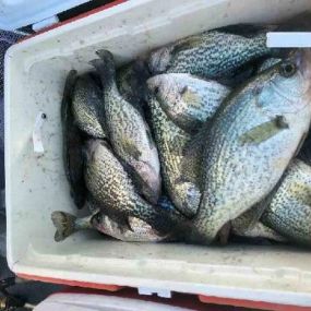 Bild von Captain Clark Crappie Guide