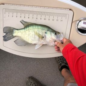 Bild von Captain Clark Crappie Guide