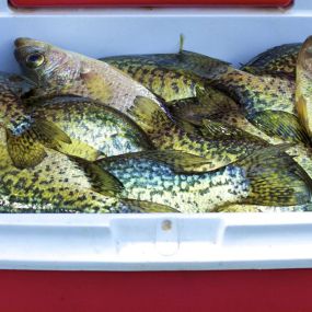 Bild von Captain Clark Crappie Guide