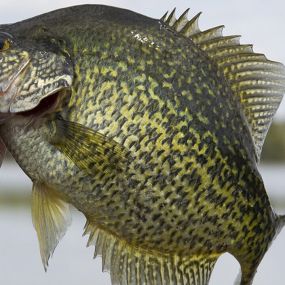 Bild von Captain Clark Crappie Guide