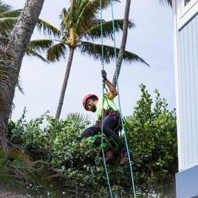 A tree service specialist in Oahu, Hawaii, uses ropes and harnesses to safely climb and trim a tall tree, showcasing skill and expertise.