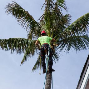 In Oahu, Hawaii, a tree service worker carefully removes a fallen tree from a property, ensuring minimal disruption to the landscape.