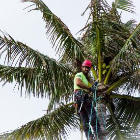 On a picturesque property in Oahu, Hawaii, a tree service worker uses a wood chipper to recycle tree branches, promoting sustainability.