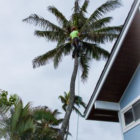A tree service professional in Oahu, Hawaii, uses a bucket truck to reach tall trees, providing essential maintenance services to homeowners.