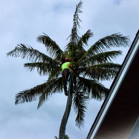 In Oahu, Hawaii, a tree service technician carefully inspects a tree for signs of disease or infestation, ensuring the safety of the surrounding area.