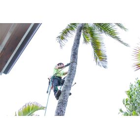 Against the backdrop of a Hawaiian sunset, a tree service specialist in Oahu, Hawaii, expertly trims trees to maintain their beauty and health.
