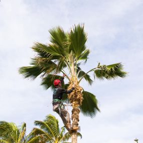 With a focus on customer satisfaction, a tree service specialist in Oahu, Hawaii, cleans up debris after completing a tree maintenance job.