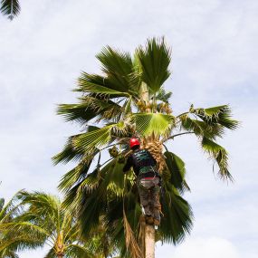 A tree service worker in Oahu, Hawaii, expertly prunes a tree, allowing more sunlight to reach the home and garden below.