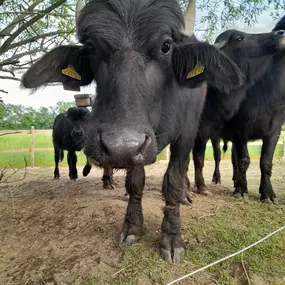 Bild von Landwirtschaftsbetrieb Ulli Zwingel