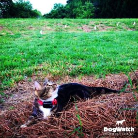 Bild von DogWatch by Top Dog Pet Fence