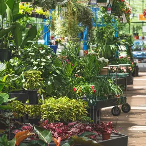 Bild von Mahoney's Garden Center - Concord