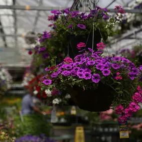 Bild von Mahoney's Garden Center - East Falmouth