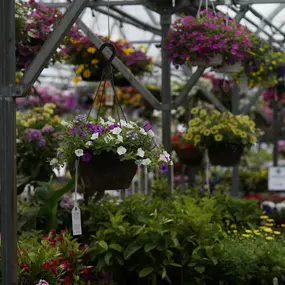 Bild von Mahoney's Garden Center - Tewksbury