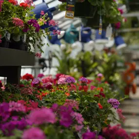 Bild von Mahoney's Garden Center - Tewksbury