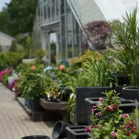 Bild von Mahoney's Garden Center - Tewksbury