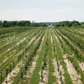 Looking for trees that will grow well in our area? Spread out over 300 acres, Jenkins Tree Farms has deciduous trees for sale, along with evergreens such as pine trees and spruce trees for sale.
On our tree farm, you’ll find more than 60 species of trees indigenous to the Midwest that flourish in our climate. We plant approximately 10,000 trees a year in our expansive tree nursery, so we are constantly rotating the crops—resulting in healthy, shapely trees.
Though a tree wholesale farm, we also 