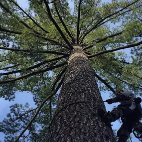 Bild von Rubini Tree Service