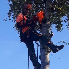 Bild von EW Tree Services