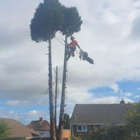 Bild von EW Tree Services